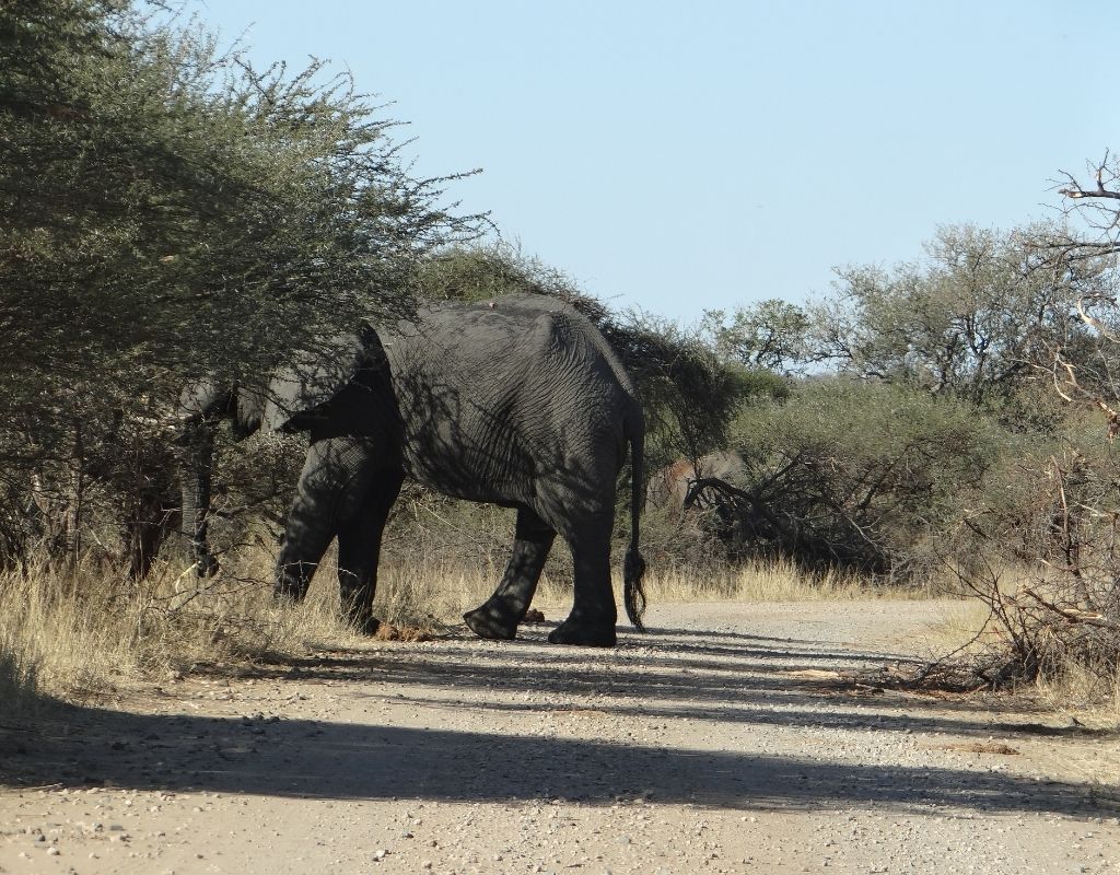 elephant on safari road