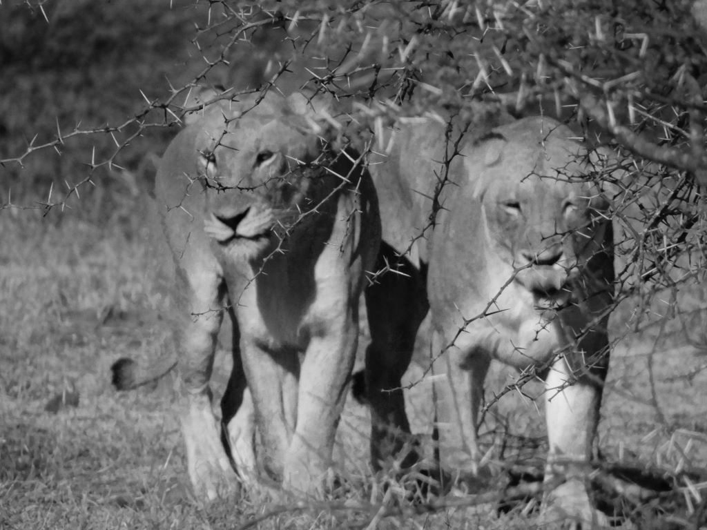 Lions on Safari South Africa